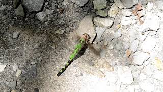 Dragonfly vs Horse (??) Fly.