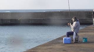 堤防からバリコ（アイゴ）釣りのひとこま