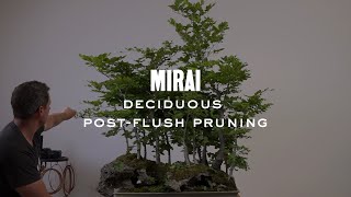 Deciduous Post-Flush Pruning