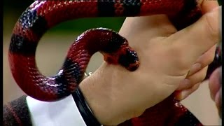 Bloopers: Anders Kraft biten av orm i direktsändning
