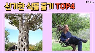 신기한 식물의 줄기 TOP4 - (다양한 줄기의 생김새 및 기능)