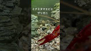 エサに群がるエビと映りたがりのザリガニ