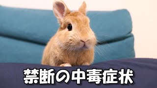 やめられない、止まらない…あるものにハマってしまったウサギ…