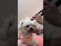 미니비숑 2년만에 삭발식을 하는 과정👈 shortsvideo cutedog bichonfrise