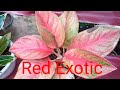 Aglonema Red Exotic