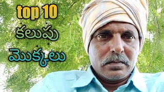 రైతులను ఇబ్బంది పెట్టె top 10 weeds కలుపు మొక్కలు how to remove weeds from agriculture land