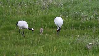 Red crowned Crane Grus japonensis family unit