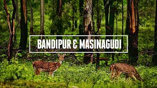 Beautiful Tourist Destination | Mysore Forest | Bandipur | Gundlupet | Karnataka | MS Creations