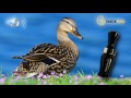 Обзор духового утиного манка duckpro универсал