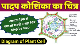 पादप कोशिका का चित्र | padap koshika ka namankit chitra | plant cell diagram | plant cell drawing