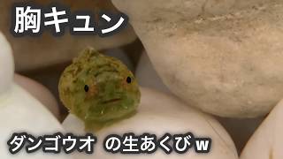 ダンゴウオの生あくび  癒しの動画