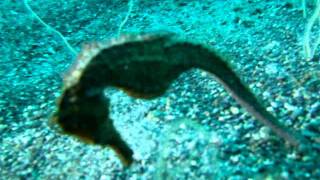 Estuary SeaHorse (Hippocampus kuda)