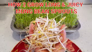 🌱How to Grow Long & Juicy Mung Bean Sprouts in a Jar!