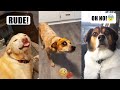 Funny TikTok Pets For You Because You Deserve A Laugh 😍 | Fluff Planet