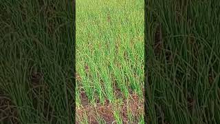 वाफा कांदा पद्धत onion farming#shorts