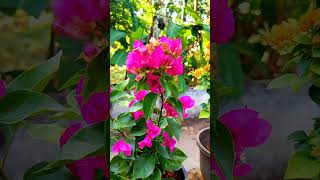 എന്റെ കടലാസ് പൂക്കൾ. My Bogainvilleas in full bloom.