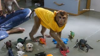 Monkey Baby Dodo Very Interest And Happy Play With Many Toy