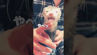 真剣におやつを食べるフェレット#shorts #フェレット #ferret #ペット動画