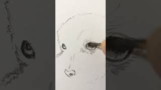 30分お絵描きチャレンジ【マルチーズ】鉛筆スケッチ 30-minute drawing challenge #イラストメイキング #pencildrawing