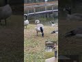 ASMR Feeding Canadian geese