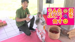 らん丸🐵君、ぶどう🍇を食す。😊　猿まわし🐵💝　二助企画