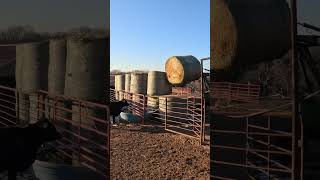 Preparing for the winter storms#jhmillerfarms #fyp #cattlefarm #farmtok#cattleranch #cattle