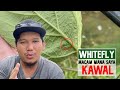 [ KAWALAN SERANGGA 4# ] Teknik rahsia kurangkan Whitefly di kebun | Lalat Putih