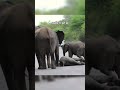 Elephant calf collapses and gets help from herd members