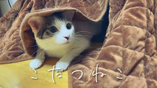 こたつ猫2 猫のこたつの使い方って丸くなるためじゃないの？