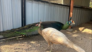 Meet some beautiful peacocks of our collection