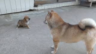 2月24日生まれの柴犬の親子