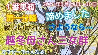 日本みつばち １番巣箱 越冬母さんの越冬三女群 第一分蜂 2021年3月29日～30日