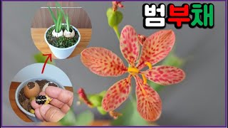 일년 내내 아름다운 범부채 화분 노하우! 계란에 심은 범부채의 화려한 꽃 Blackberry Lily