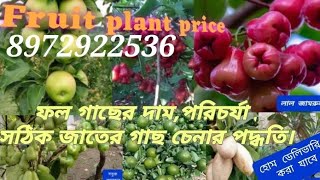 Fruit Plant Price. গাছের দাম, পরিচর্যা ও সঠিক জাতের গাছ চেনার পদ্ধতি।Home delivery. Mo:8972922536