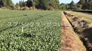 お茶 贈り物に最適【スプリンクラー】 美味しいお茶は松島屋 曽於市末吉町