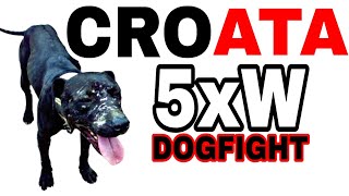 Grand Champion CROATA 5xW - Dogfight History - Pitbull History #pitbull #dog #apbtlove