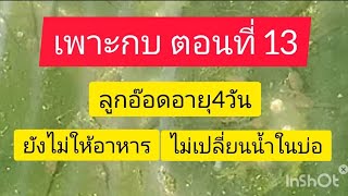 เพาะกบตอนที่ 13 ลูกอ๊อดอายุ4วันอย่าพึ่งให้อาหารอย่าพึ่งเปลี่ยนน้ำเติมน้ำในบ่อ