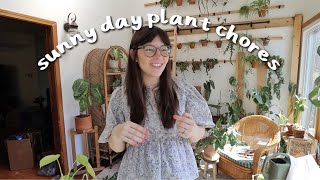 Plant Chores | watering houseplants outside, repotting Anthurium + greenhouse shopping!