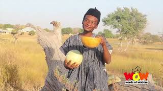 HOW CALABASH IS GROWN AND ITS USES TO THE PEOPLE OF THE NORTH - Episode 1