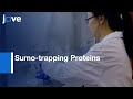 SUMO-modified Proteins Localization by Sumo-trapping Proteins | Protocol Preview