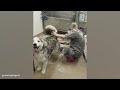 no one does drama like a husky 🎭 funniest dogs video