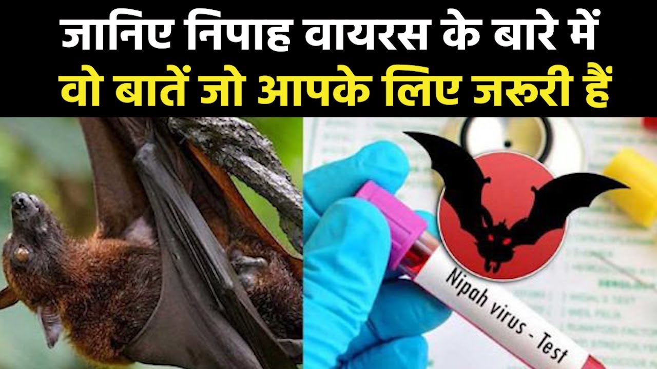 Nipah Virus | All You Need To Know About Nipah Virus Outbreak In Kerala ...