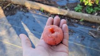 Prok American Persimmons Review Excellent Flavor and Texture