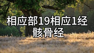 212.相应部19相应1经 骸骨经（白话佛经）解说