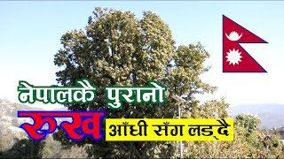 नेपालकै पुरानो रुख - हुरी सँग लड्दै | The Ancient Tree of Nepal Still Fighting with Wind Storm