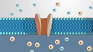 Electrochemical Gradient