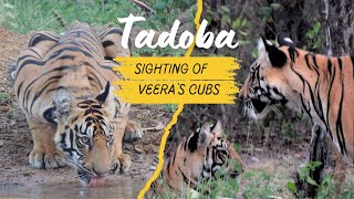 Belara Buffer Zone Gate - Tadoba Tiger Reserve | Exclusive Sighting: Stunning Cubs of Veera Tigress