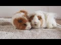 ピーマンを取り合うモルモットの兄弟　cute guineapig