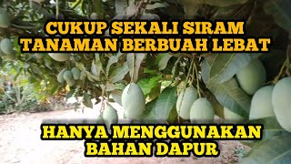 Petani tidak perlu pusing lagi memikirkan pupuk, kini cukup bahan dapur untuk tanaman cepat berbuah