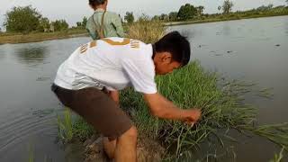 Amazing Fishing cambodia |  Fishing By Two brothers  in Siem Reap - Fishing techniques